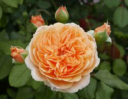 Роза английская кустовая Краун Принцесс Маргарет 6л