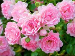 Роза почвокровная Фейри (розовая) 5л (ipm)