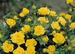 Роза миниатюрная Беби Голд 5л (желтый) (ipm)