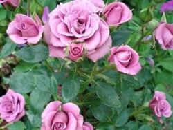 Роза миниатюрная Капелька сиреневая 5 л (ipm)