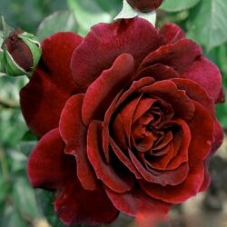 Роза плетистая Гуинея (темно-красный) 5л (ipm)