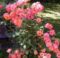 Роза плетистая Румба (желто-розовый) 5л (ipm)