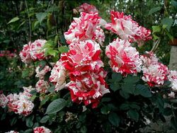 Роза плетистая Твист (мраморно-розовый) 5л (ipm)