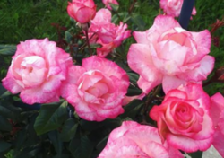 Роза плетистая Хендель (розовый) 5л (ipm)