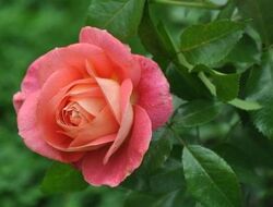 Роза флорибунда Саммерсон (розовый) 5л (ipm)