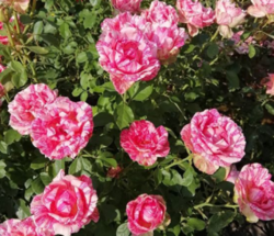 Роза флорибунда Тигр (мраморно-розовый) 5л (ipm)