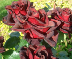 Роза чайно-гибридная Баркароле (бордо) 5л (ipm)