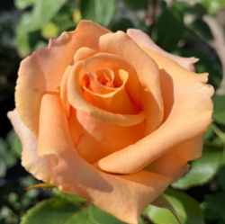 Роза чайно-гибридная Версилия (кремовый) 5л