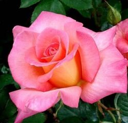 Роза чайно-гибридная Ева (розовый) 5л (ipm)