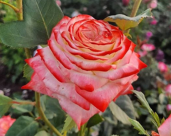 Роза чайно-гибридная Императрица (розовый с белым) 5л (ipm)