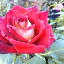 Роза чайно-гибридная Люксор (красный) 5л (ipm)