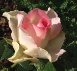 Роза чайно-гибридная Малибу (розовый) 5л (ipm)