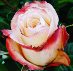 Роза чайно-гибридная Свитнес (белый с красным) 5л (ipm)