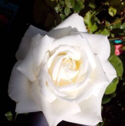 Роза чайно-гибридная Уайт Наоми (белый) 5л (ipm)