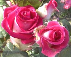 Роза чайно-гибридная Утро Парижа (розовый) 5л (ipm)