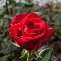 Роза чайно-гибридная Фридом bn красный 2 л