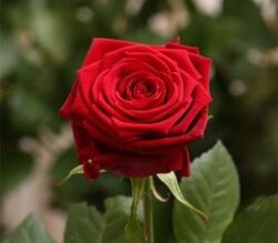 Роза чайно-гибридная Черри Лав (красный) 5л (ipm)