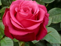 Роза чайно-гибридная Черри-О (розовый) 5л  (ipm)