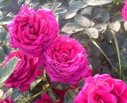 Роза чайно-гибридная Шакира (малиновый) 5л (ipm)