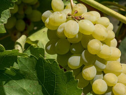 Виноград корнесобственный плодовый Аркадия (зеленый) 2 л bn