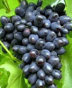 Виноград корнесобственный плодовый Кодрянка 2л