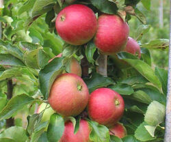 Яблоня колонновидная Васюган (летний) 10л H100+ bn