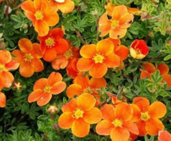 Лапчатка Танжерин (оранжевые цветки) H30-40 2-3л (grs)