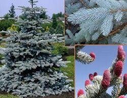 Ель колючая Хупси 5л