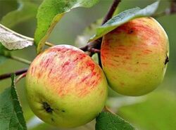Яблоня Коробовка 5-7л 2018 (ipm)