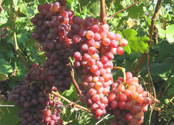 Виноград корнесобственный плодовый Кишмиш Лучистый (розовый) 2 л bn