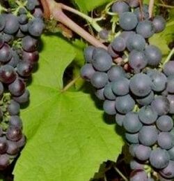 Виноград Манука черная, без семян 3-5л (ipm)