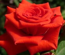 Роза чайно-гибридная Корвет (красно-оранжевый) 5л (pr)