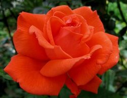 Роза чайно-гибридная Тропикана (золотисто-оранжевый) 5л (pr)