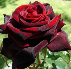 Роза чайно-гибридная Черная магия (бордо) 5л (pr)
