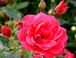 Роза канадская Николас (красный) 5л (pr)