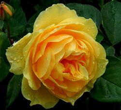 Роза английская Грахам Томас 5л (pr)