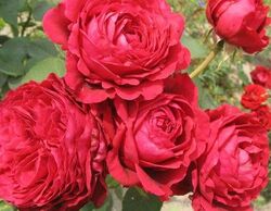 Роза чайно-гибридная Роз де Катр Вант 5л (pr)