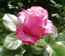 Роза чайно-гибридная Дип Вотер 5л (pr)