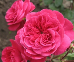 Роза флорибунда Сангрия (фуксия) 5л (pr)