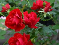 Роза почвопокровная Аустриана (красная) 5л (pr)