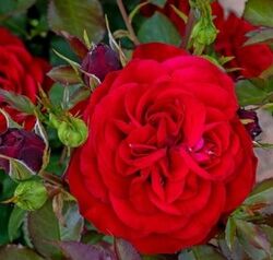Роза флорибунда Мона Лиза (красная) 5л (pr)