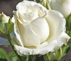 Роза чайно-гибридная Аваланж (белый) 5л (ipm)