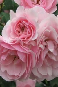 Роза флорибунда Розовая кистью 5л (ipm)