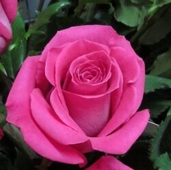 Роза чайно-гибридная Топаз (розовый) 5л (ipm)