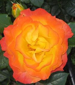 Роза чайно-гибридная Солнышко 5л (ipm)