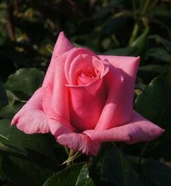Роза чайно-гибридная Карина (розовый) 5л (ipm)