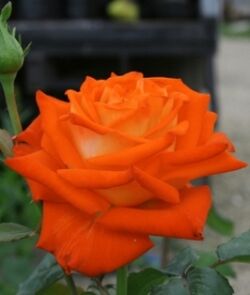 Роза чайно-гибридная Ксюша (оранжевый) 5л (ipm) 