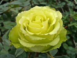 Роза чайно-гибридная Лимбо (лимонный) 5л (ipm)