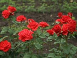 Роза чайно-гибридная Эльторо (красный) 5л (ipm)