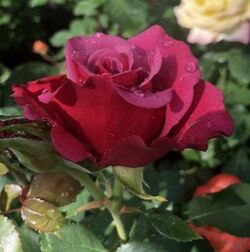 Роза чайно-гибридная Амалия (красный) 5л (ipm)